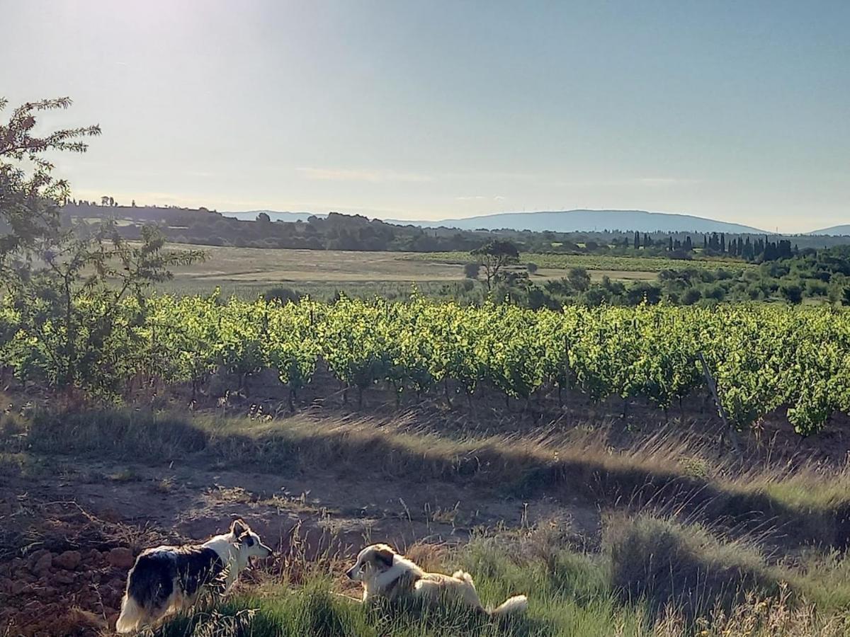 Domaine Saint Augustin Villa Rieux-Minervois Buitenkant foto