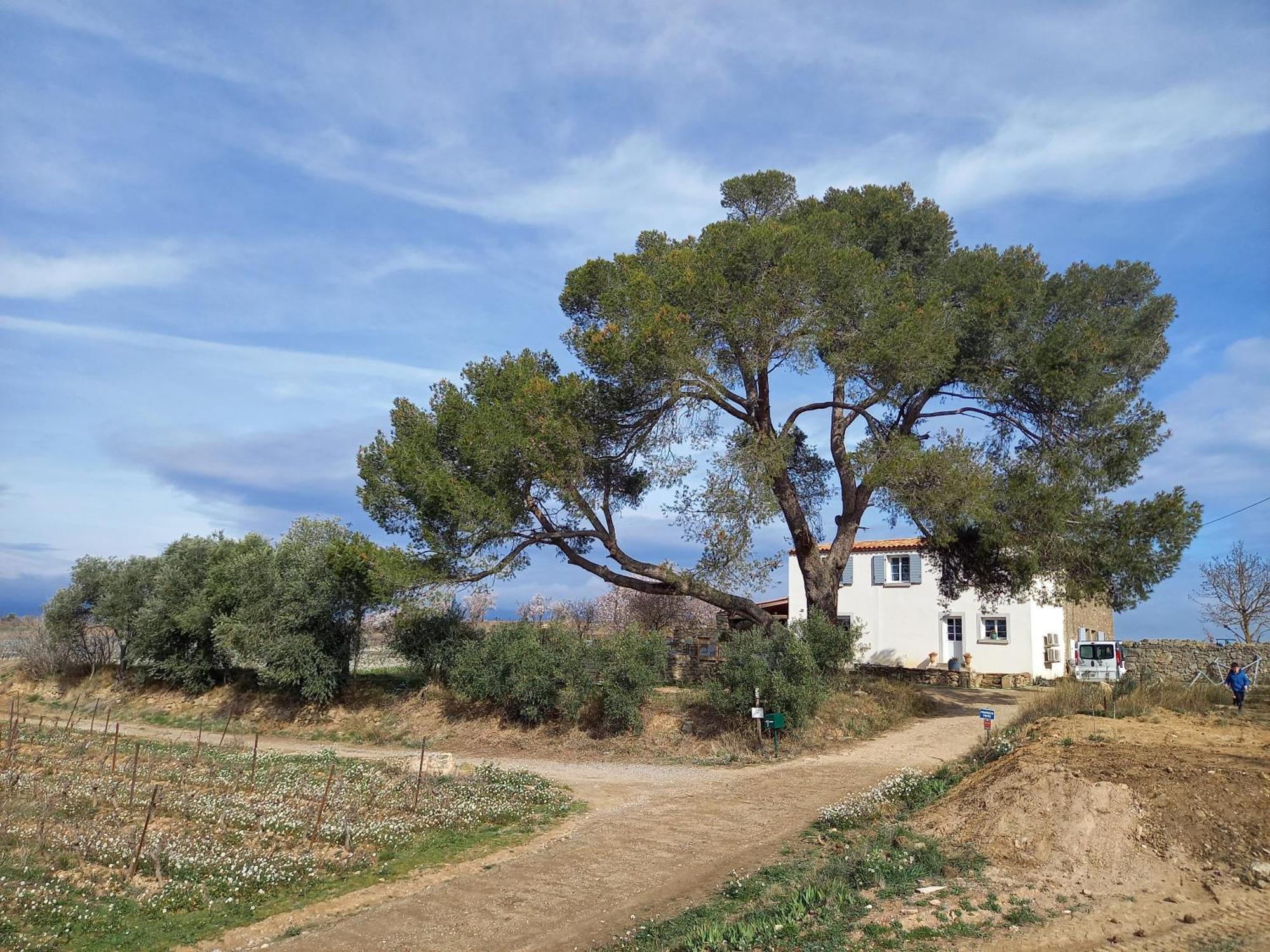 Domaine Saint Augustin Villa Rieux-Minervois Buitenkant foto